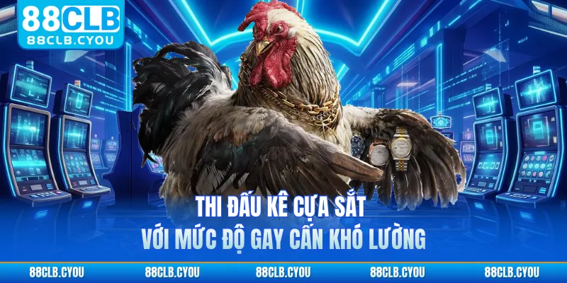 Thi đấu kê cựa sắt với mức độ gay cấn khó lường